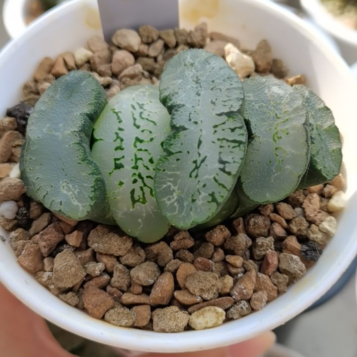 0号蓝翼玉扇一物一拍带盆土发货