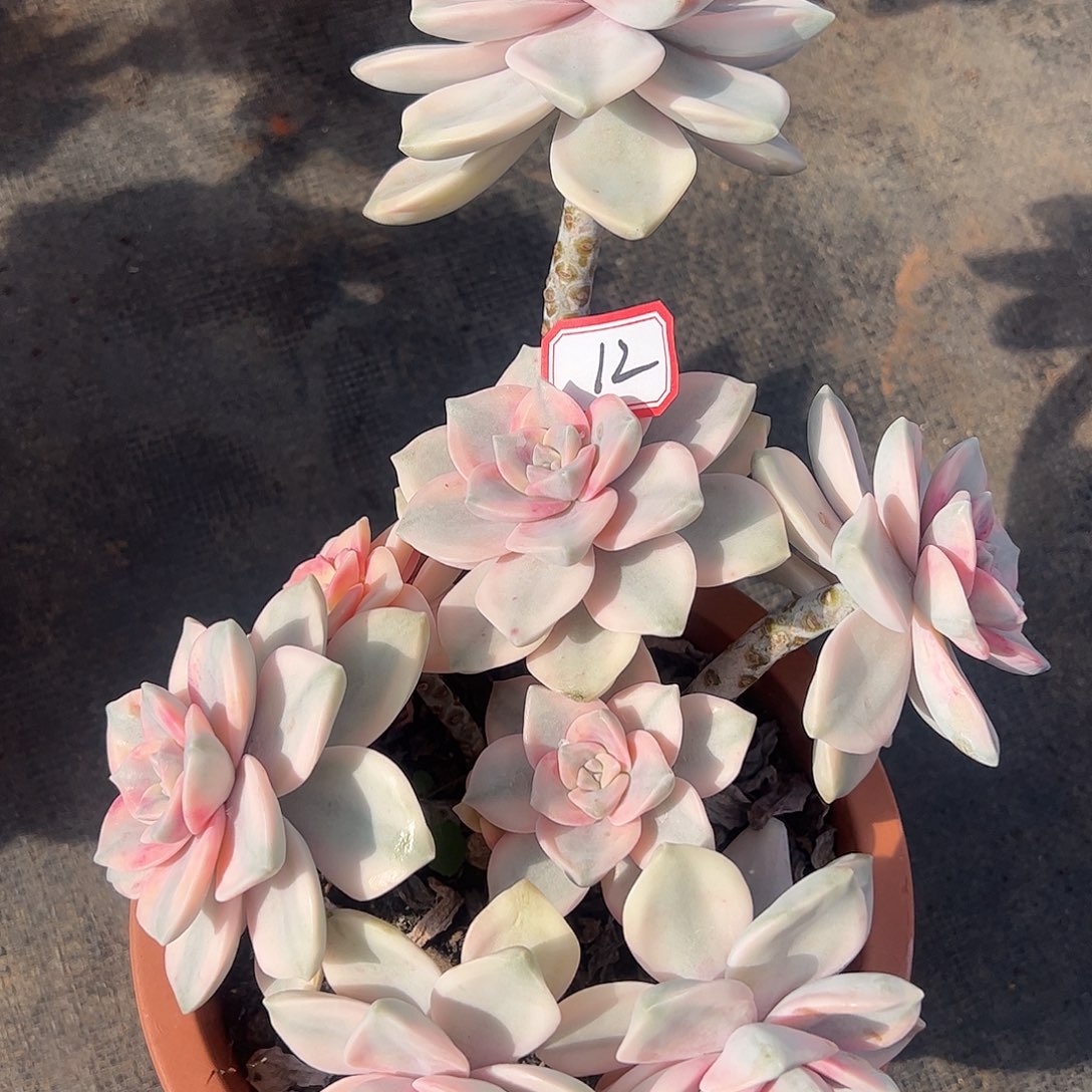 12号紫乐锦，一物一拍