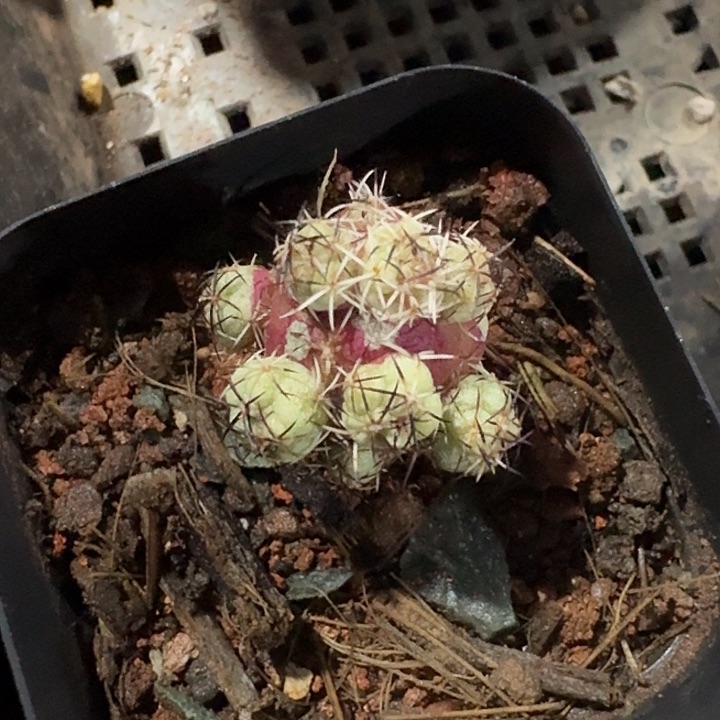 帝王丸自根仙人球
