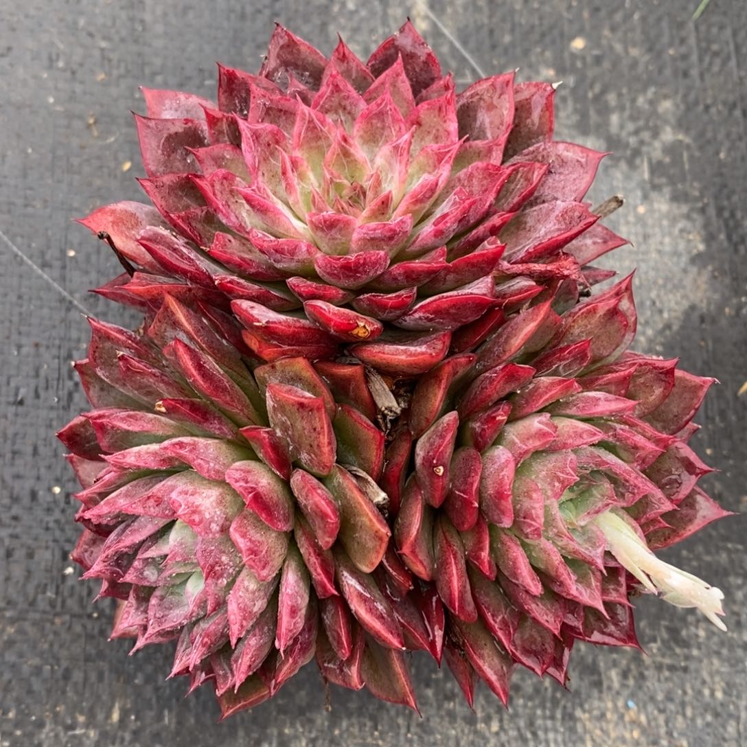 自助下单一物一拍多肉植物_可寄养