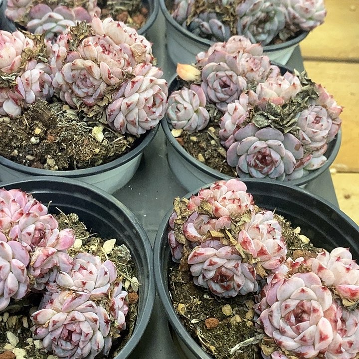 06。天鹅绒。福利多多