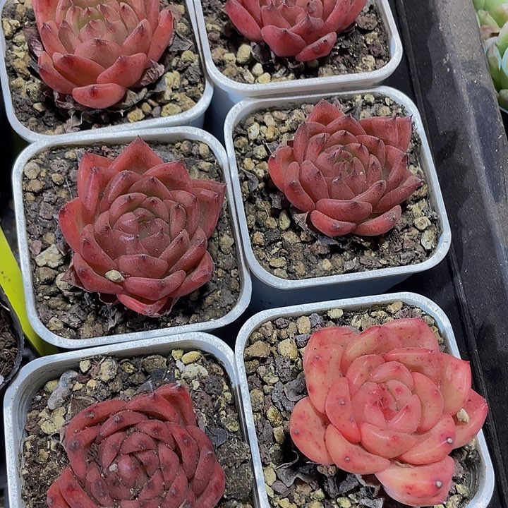 查理斯顿2.5带盆