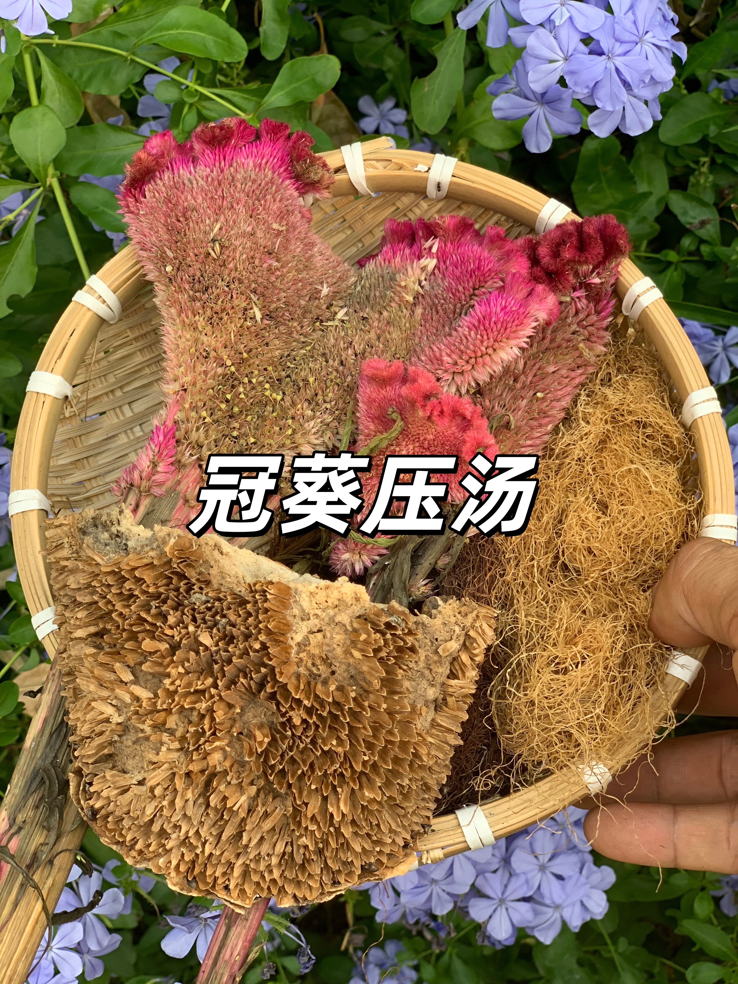 （祖传配比）湖南高山野生自己采摘鸡冠花玉米须向日葵盘组合煲汤用