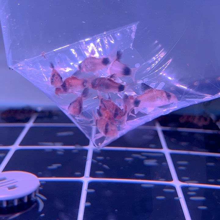 清道夫熊猫鼠11条尺寸3+
