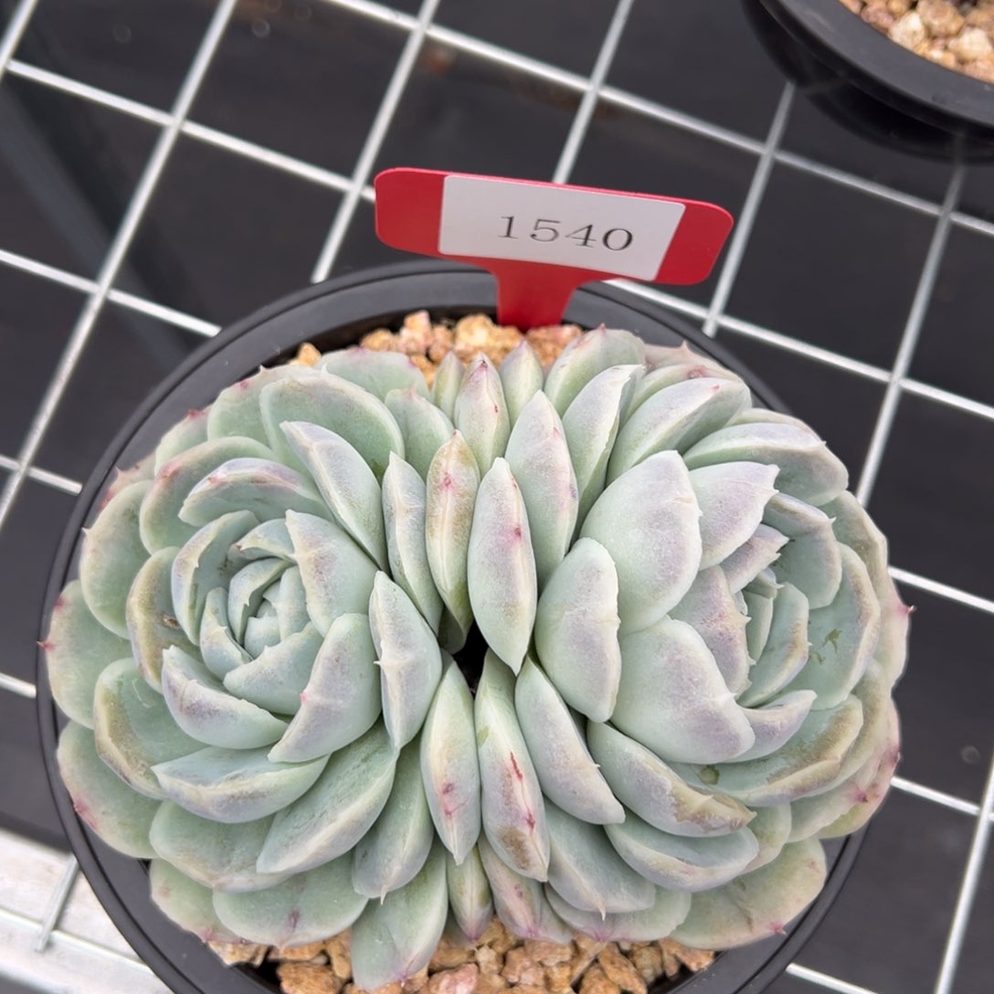 暖*1540肉多肉多肉多