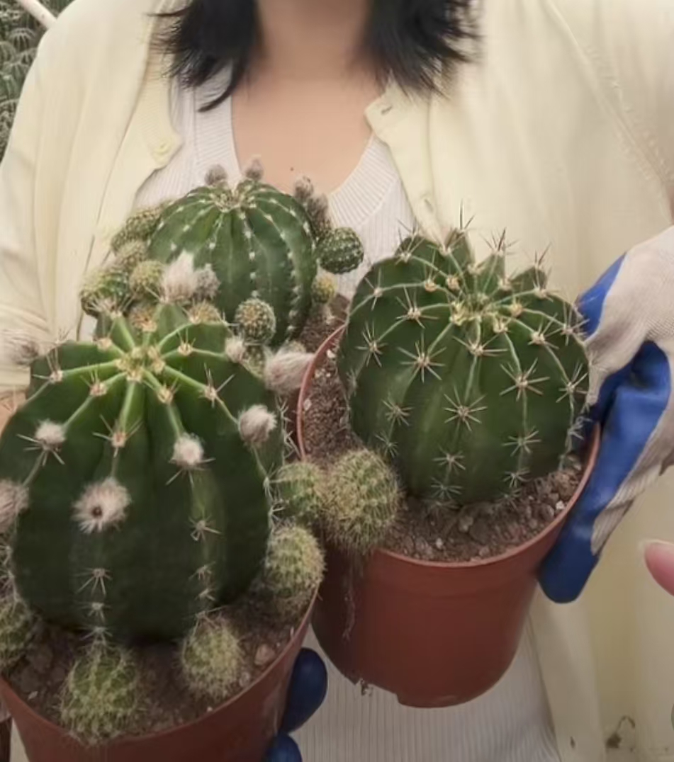 二妹园艺【3颗 大彩草 实生根】【两颗带花苞】满18包邮随机发