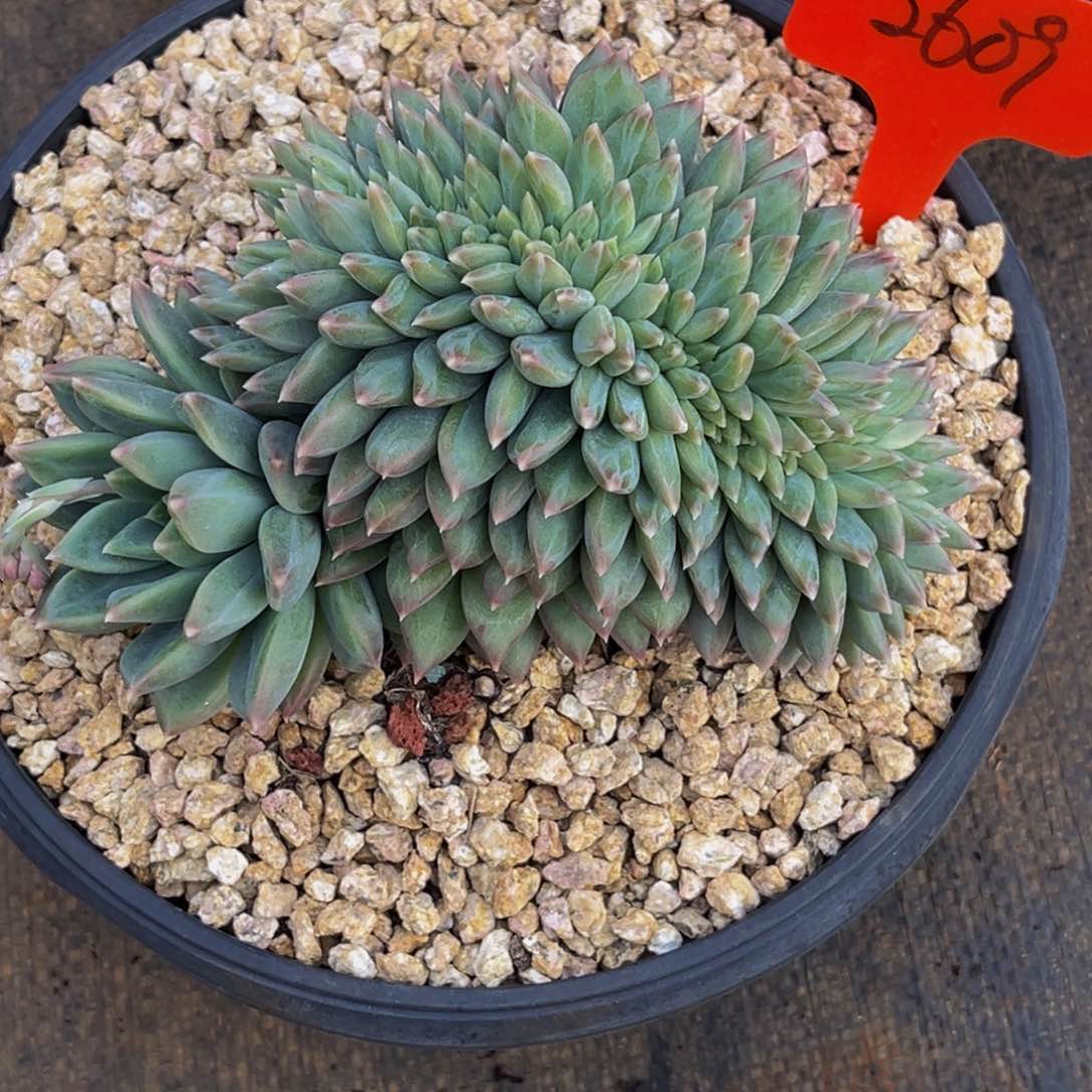 优***猬2609号上午多肉植物群生多肉