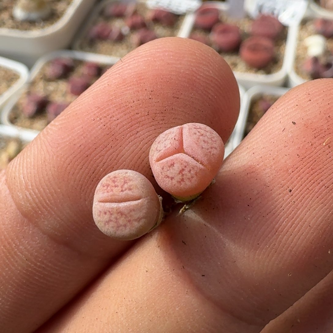 N**hK948哈默红纹线招福多肉