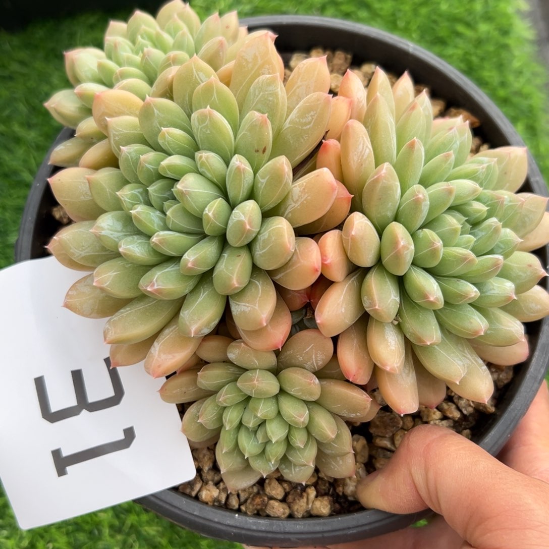 31、好的好的很好吃好吃拒绝