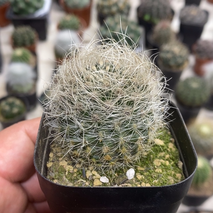 坯***嗔银翁玉实生特价福利