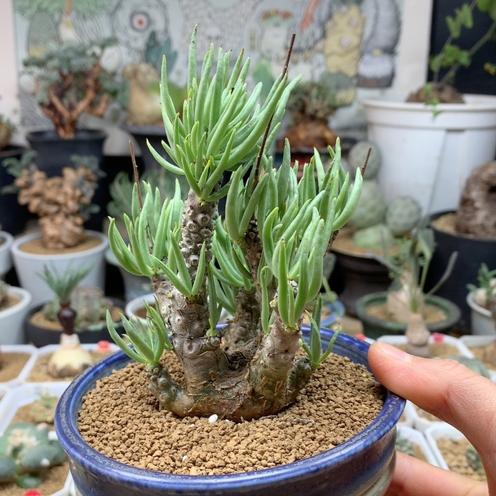 白象奇峰锦产地脱土