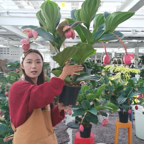 ****陈完全开放6花苞玫红