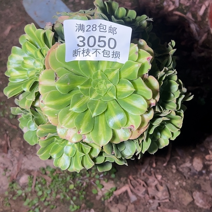 小***朵3050翡翠琉璃多肉植物