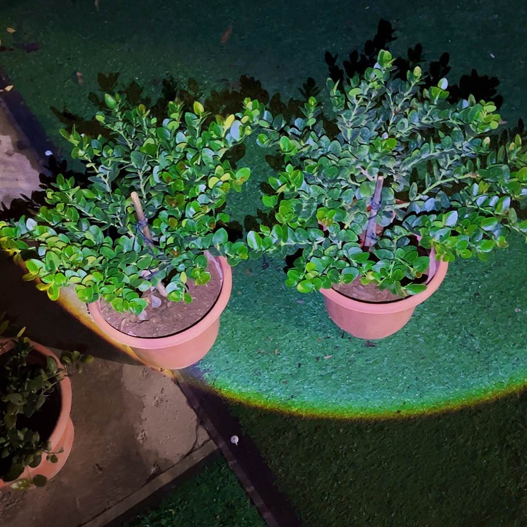 无花朵大*ddddddddd