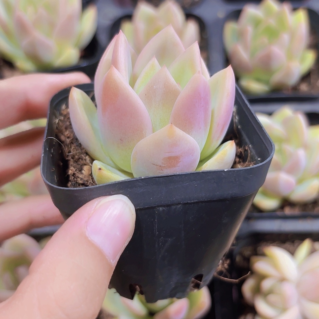 精品香槟多肉植物