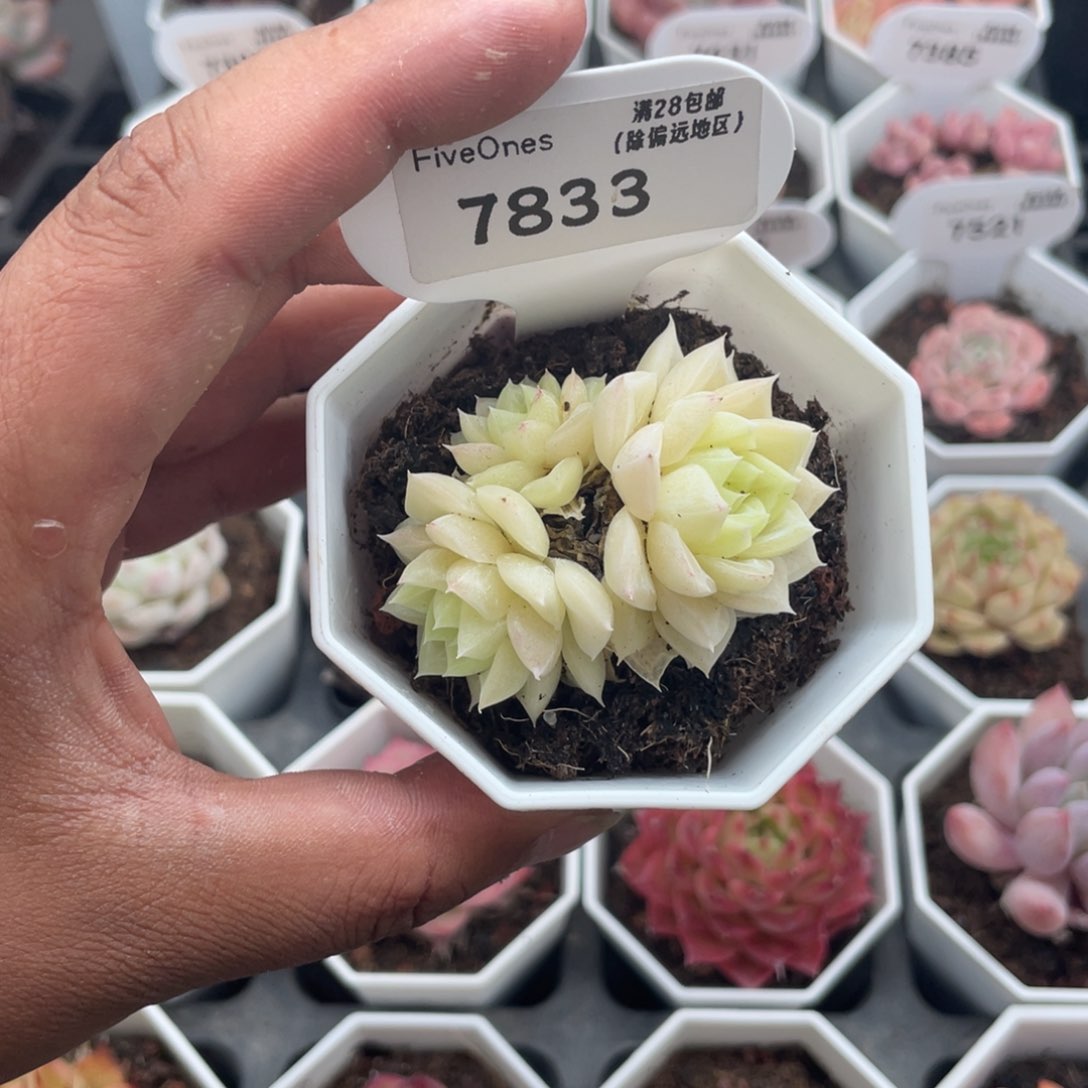 7833白天鹅5.0厘米