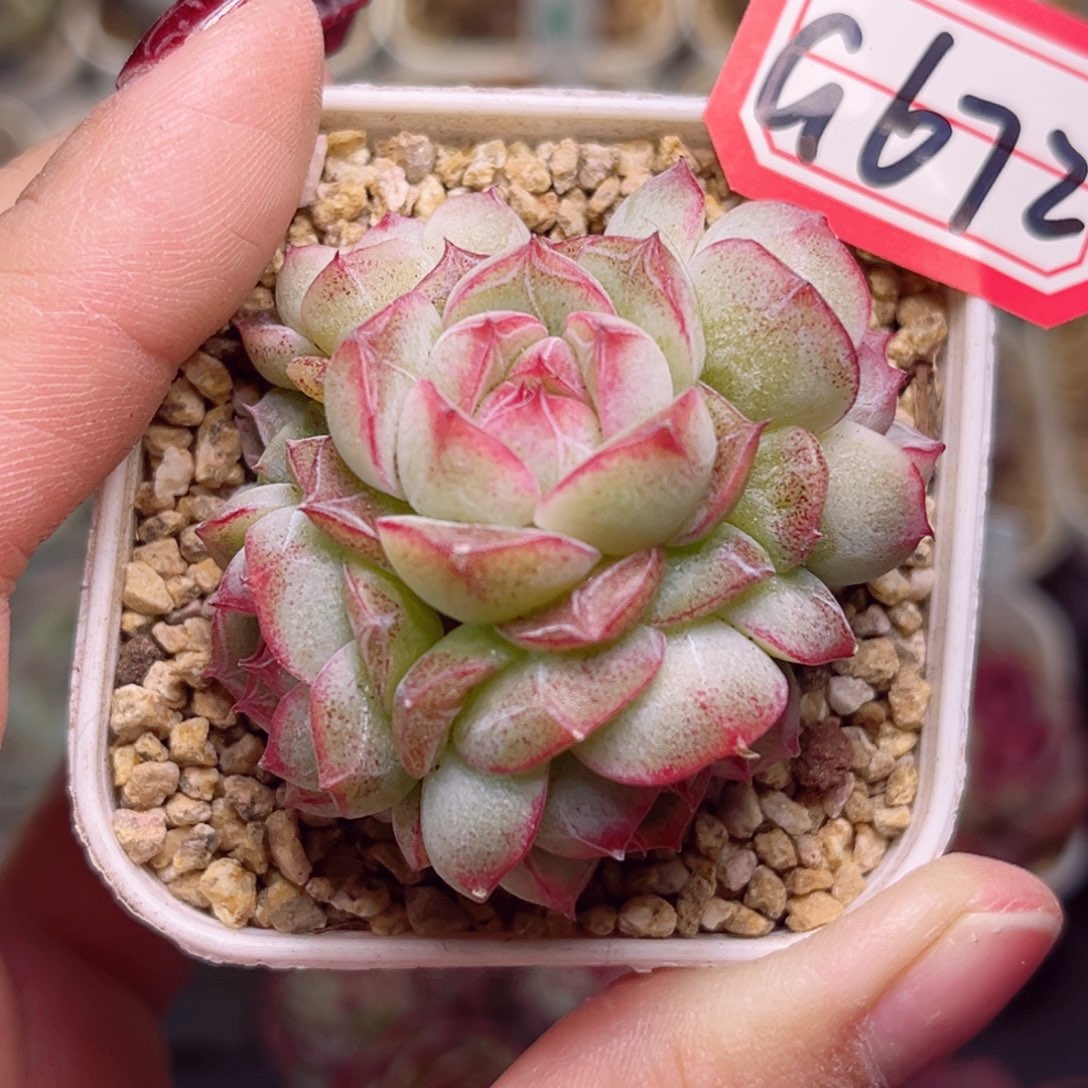 G672一物一拍 倾尘