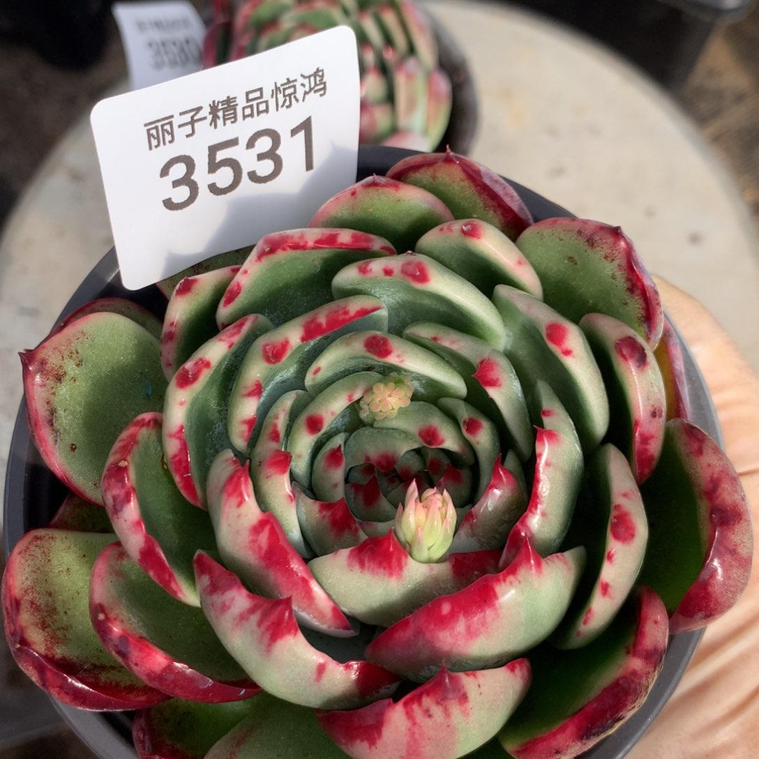 3531一物一拍9厘米