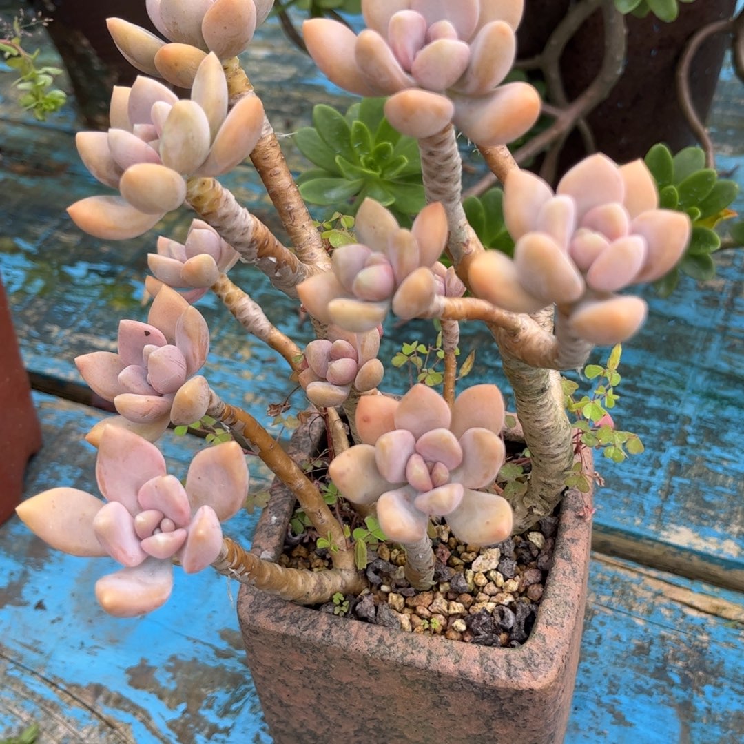 新疆西藏内蒙不包邮，手指美人