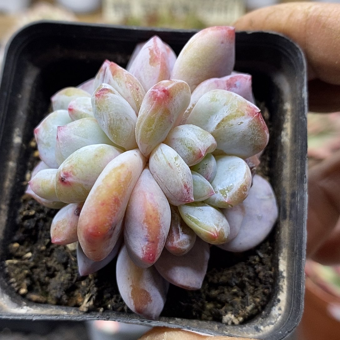 19199 星影石化双头