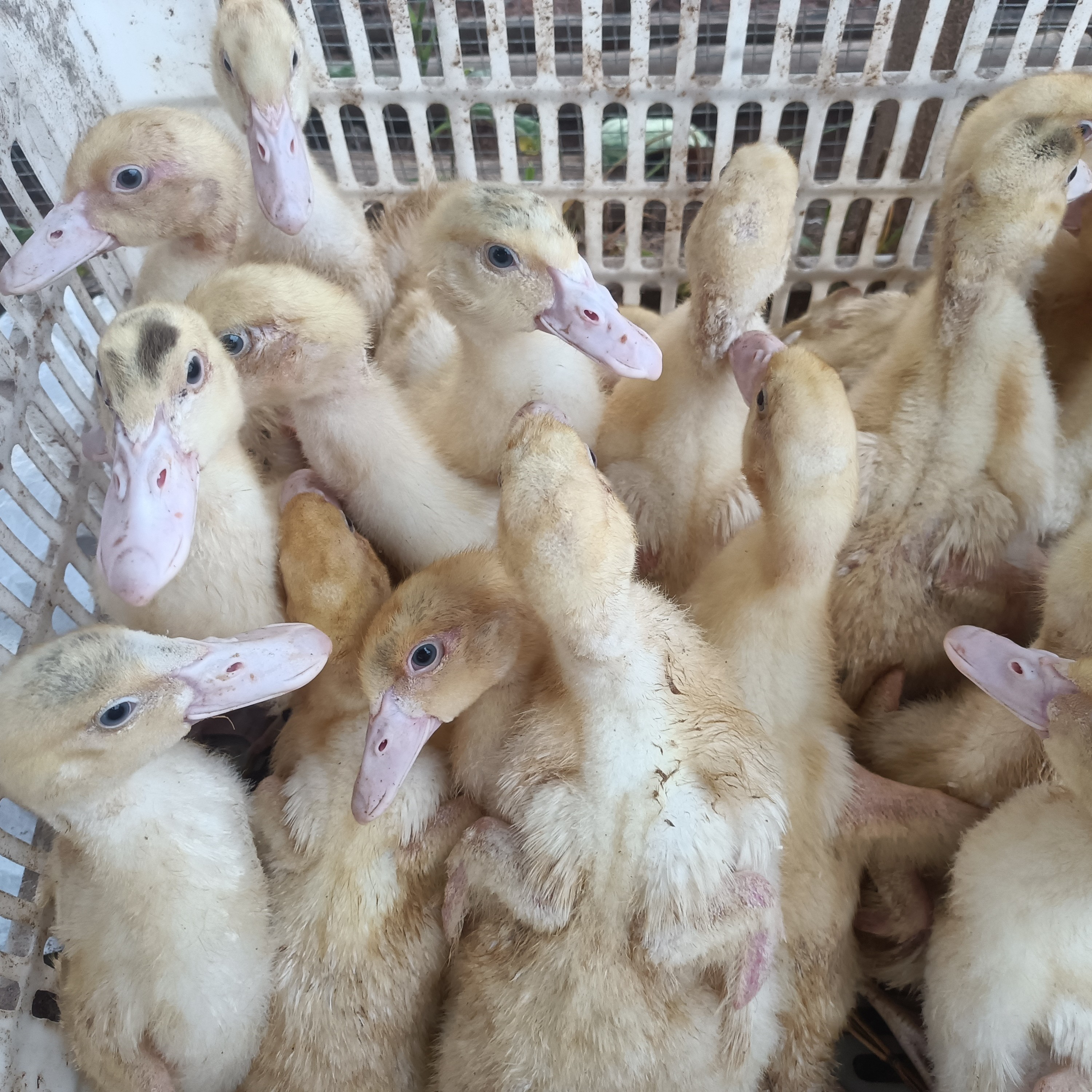 宠物鸭柯尔鸭鸭苗疫苗齐全可散养