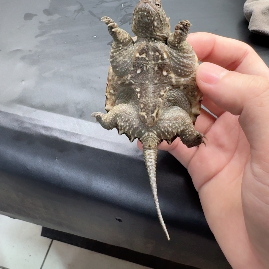 宠物龟不分公母111