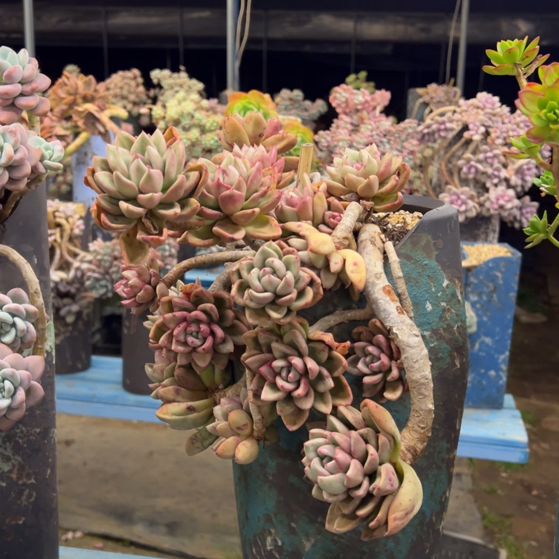 露养老桩脱土裸根奶油鳄梨