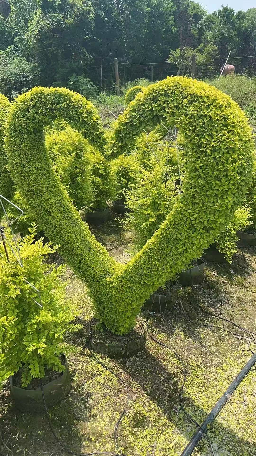 亮晶花镜造景植物耐寒耐晒适合别墅庭院花园