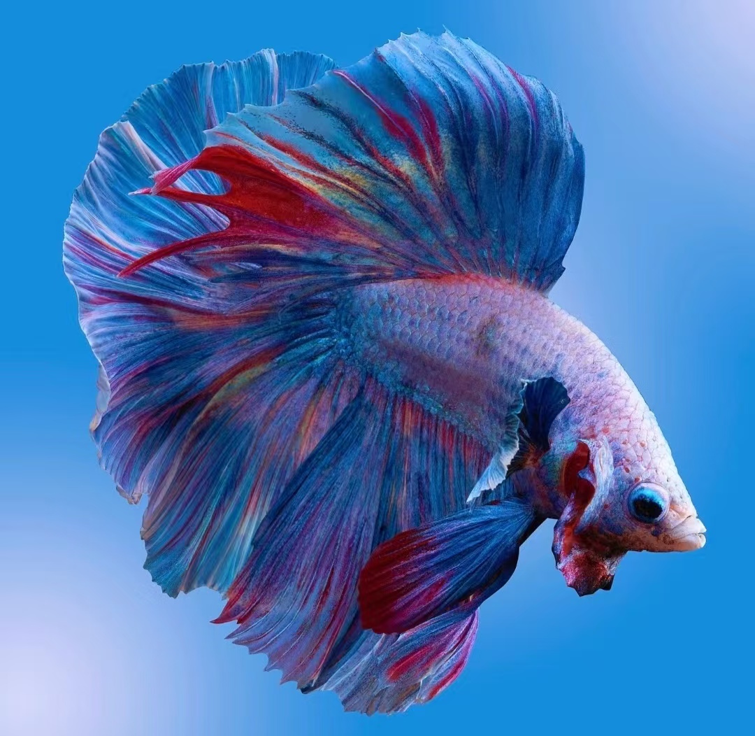 SSS级好养耐活的小型热带观赏鱼斗鱼纯白婚纱鱼小宠物斗鱼观赏鱼