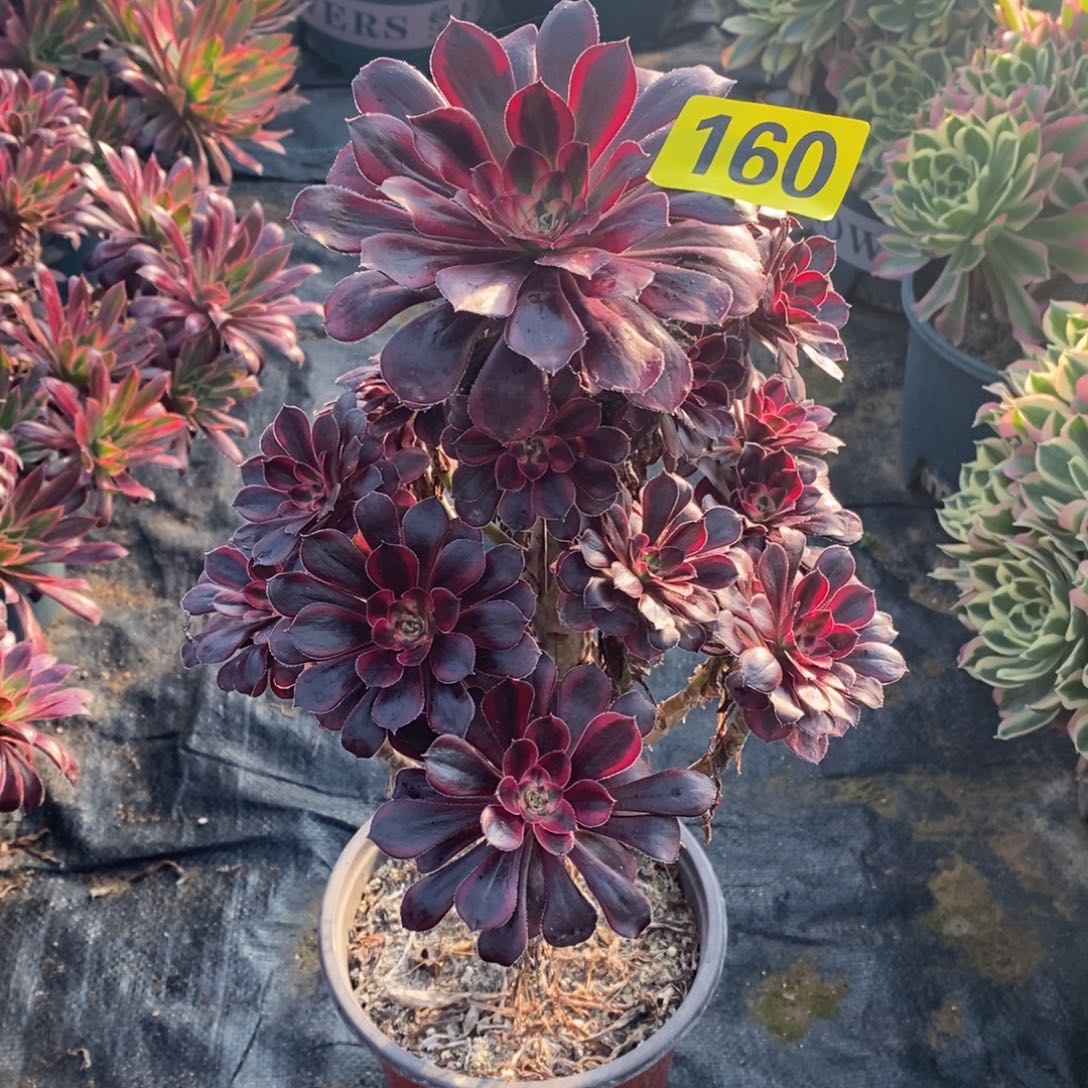 香奈多肉法师160