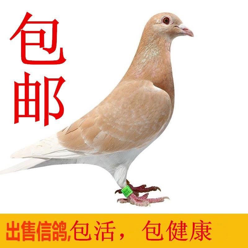 黄金甲信鸽活体鸽子纯黄信鸽血统鸽种鸽青年鸽活体一对活物