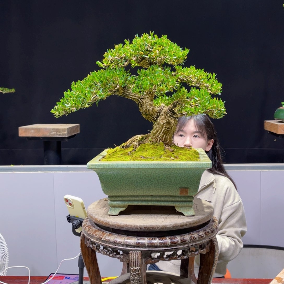 四季常青老桩黄杨盆景天**崖