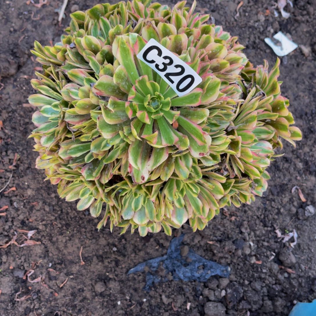 粉黛变异16///45包邮y