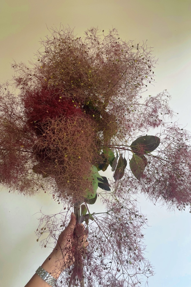 红栌鲜切花云南基地直发可水培用于家庭店铺装饰插花