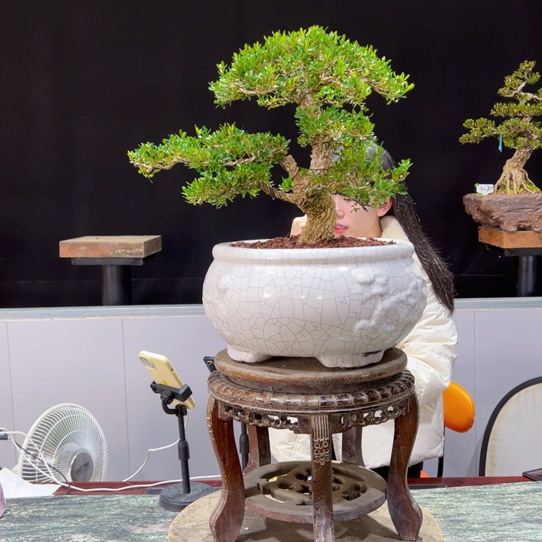 绿植黄杨盆景盆景