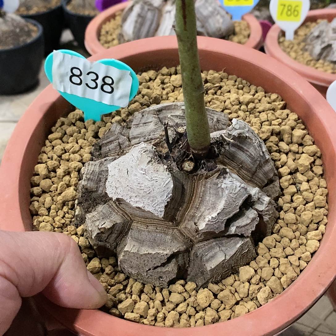 南非龟甲龙龟甲龙