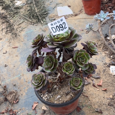 092枚金玫瑰不包断枝