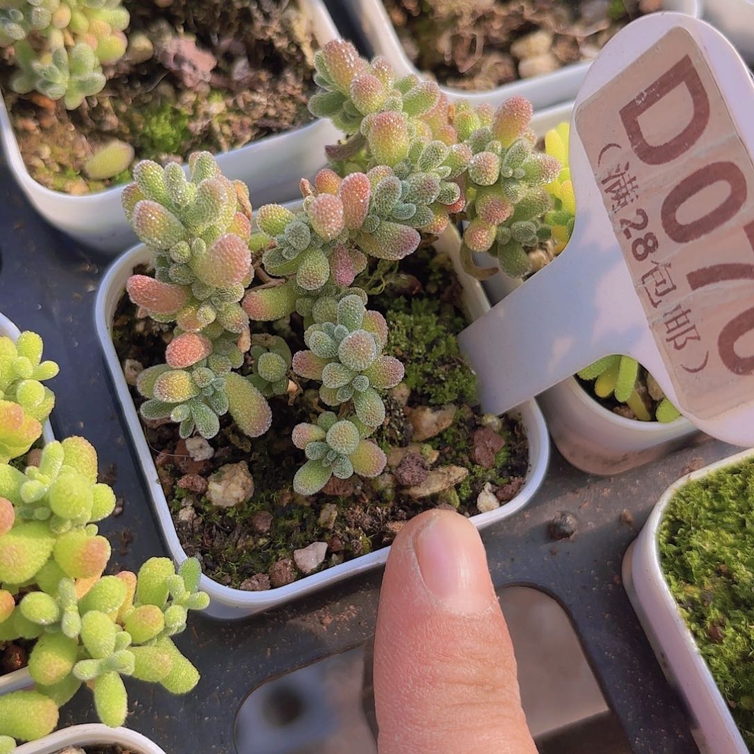 D070冰晶一物一拍