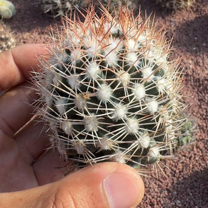 ****️雪花丸无根66666666666