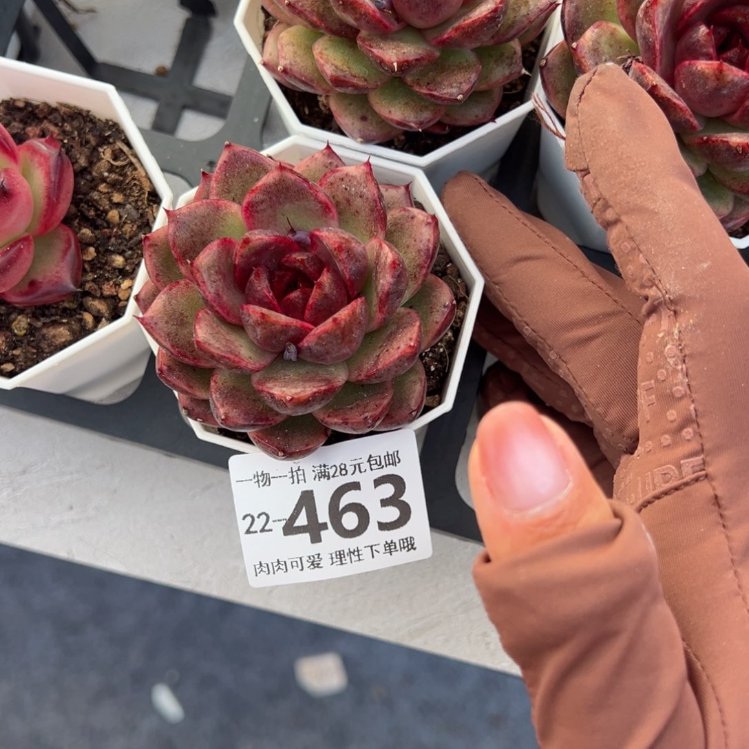 黑莓多肉多肉多肉多肉