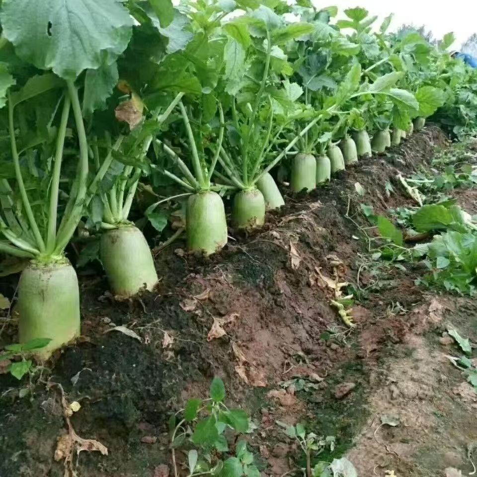 新鲜现挖青萝卜清脆爽口农家种植适合炒菜凉拌生吃