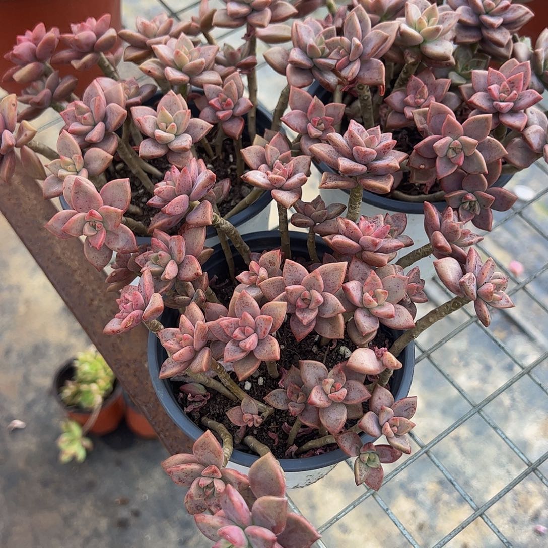 姬胧月散装带盆土精品二盆