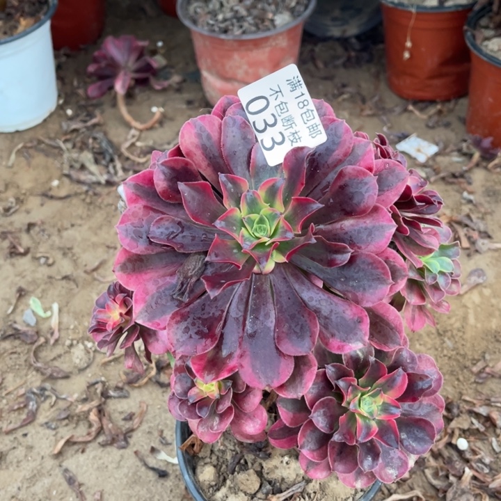 033美杜莎不太圆1号