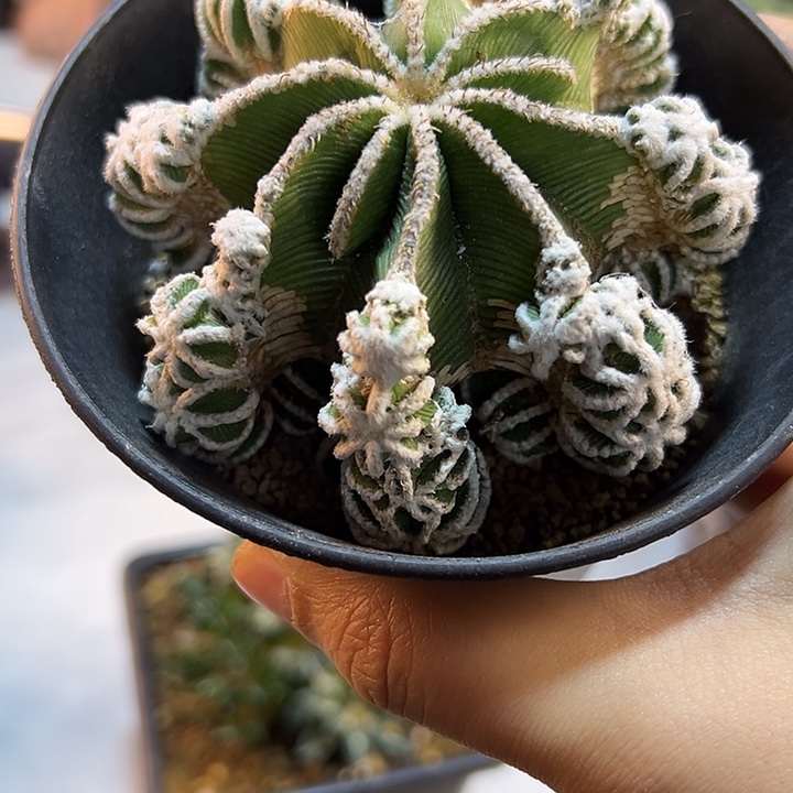 4号自根辛盾花笼8.6公分小木心