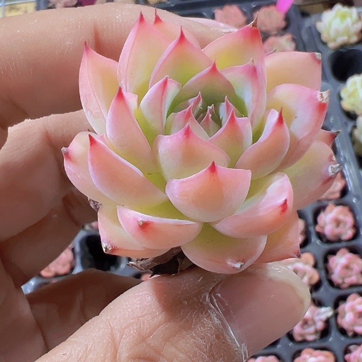 梦幻女王精品多肉植物