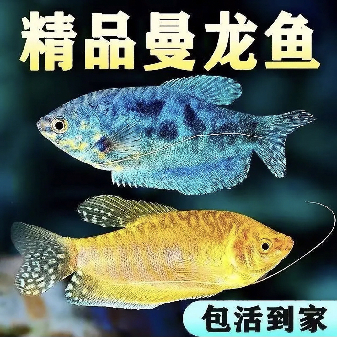6-8cm【黄蓝曼龙混搭9+1备损】淡水观赏鱼 无需打氧混养