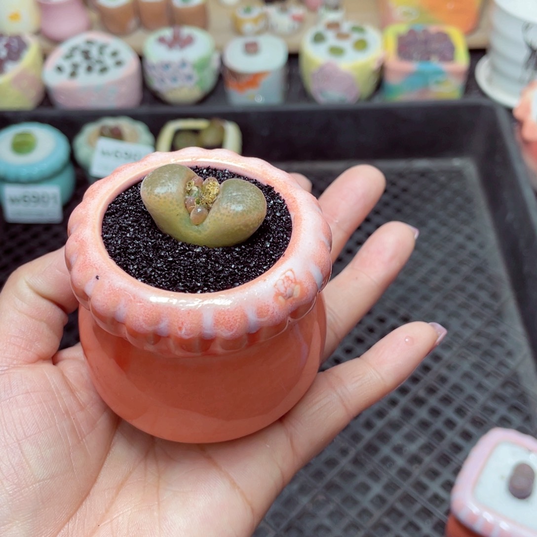 w6904微瑕-零下地区拍保温箱-15支持寄养