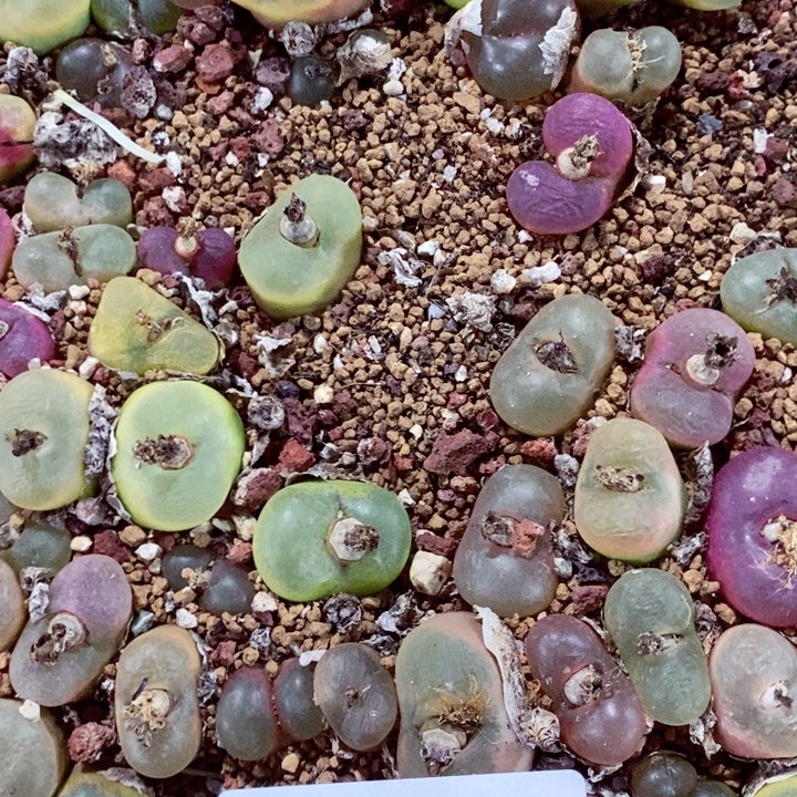 热****长我是一只小小鸟地域518