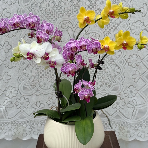 【繁花似锦】蝴蝶兰懒人花 室内花卉 花期长 好养活