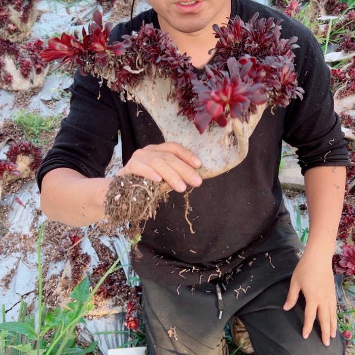 丽娜醉话101号多肉法师